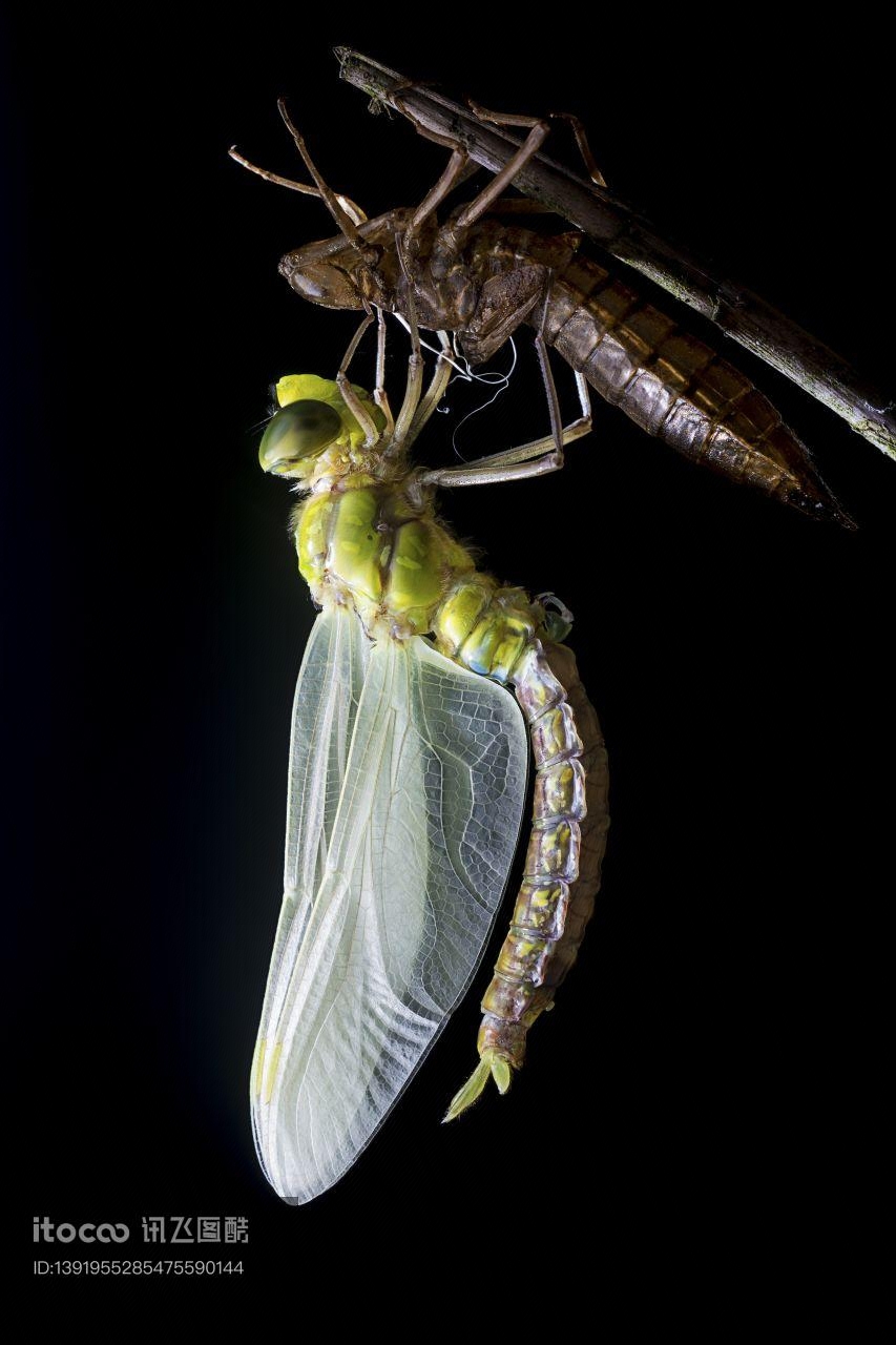 生物,昆虫,蜻蜓