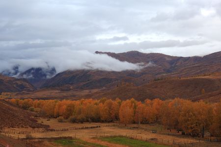 新疆,自然风光,白云,山川,树木,森林