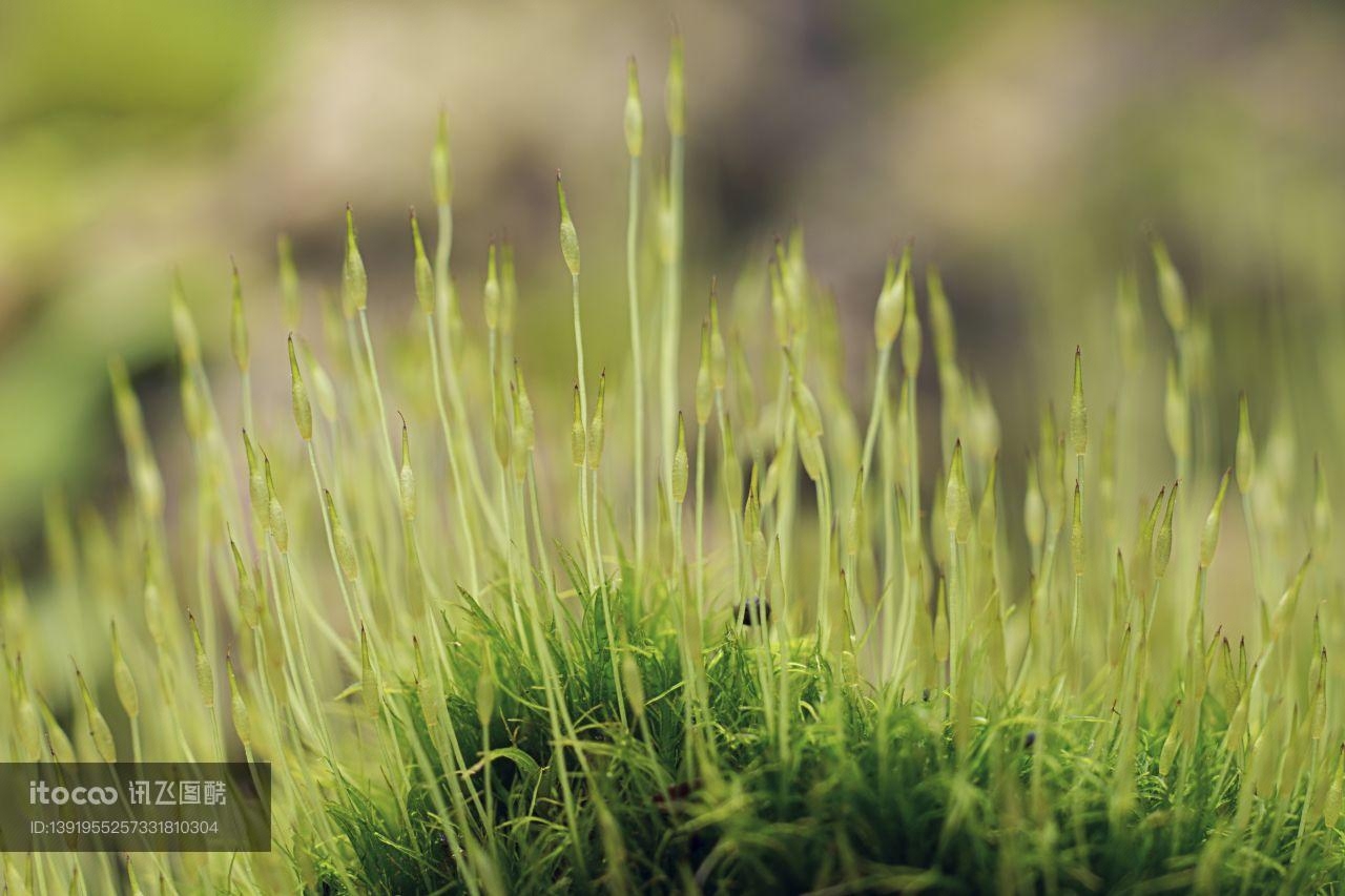 特写,生物,植物