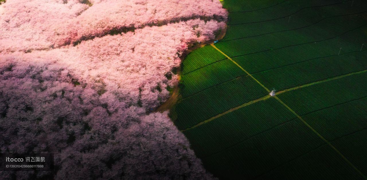 自然风光,航拍,植物