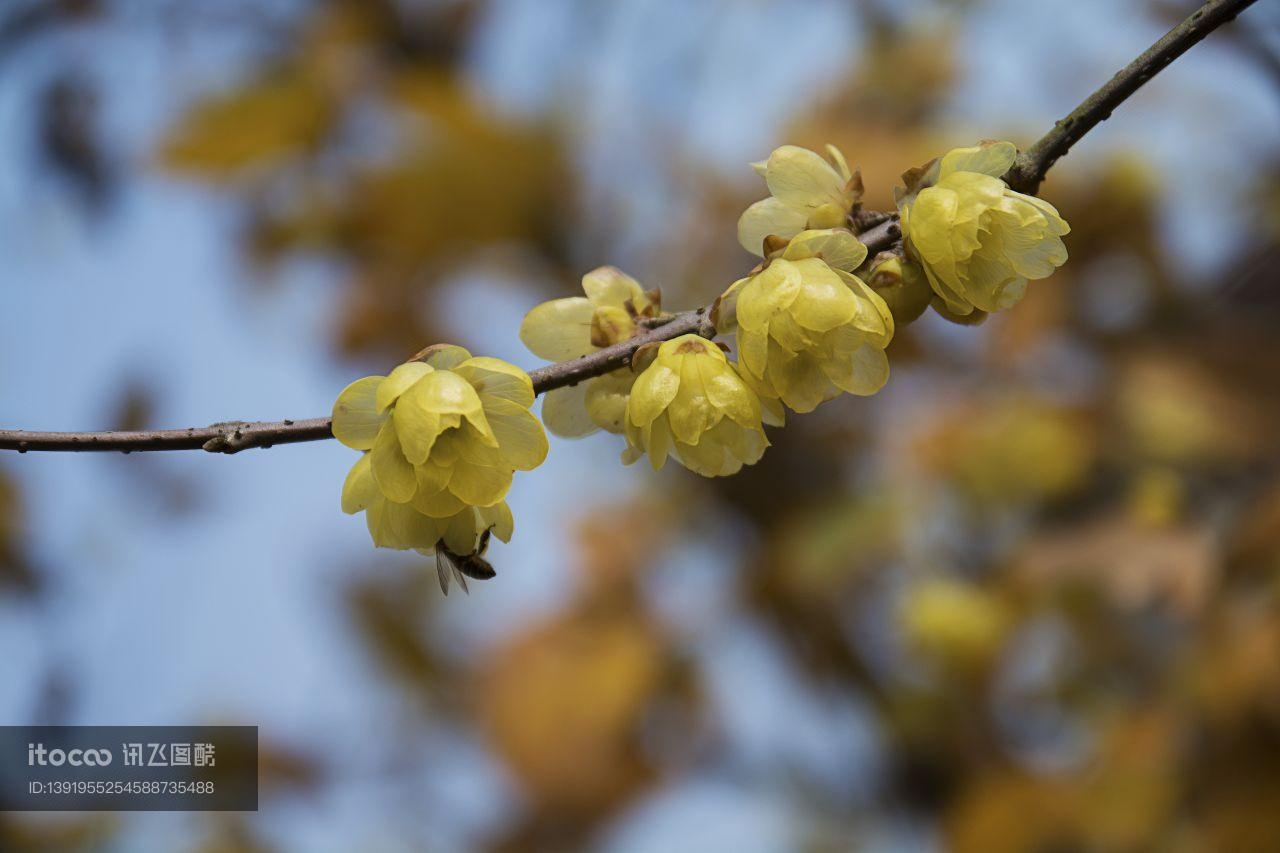 特写,花,梅花