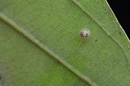 生物,昆虫,特写,动物,自然,户外,虫卵,树叶,青草,环境,田园风光,植物