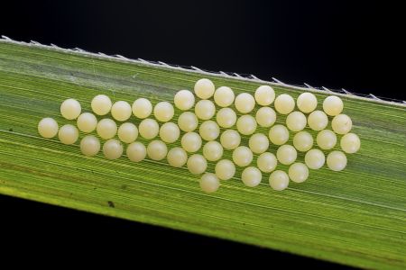 生物,昆虫,虫卵,树叶,户外,环境,特写,动物,植物,自然,季节,田园风光