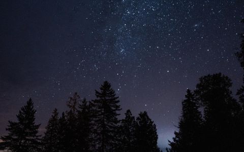 自然风光,天空,星星,星空,夜晚,植物,树木