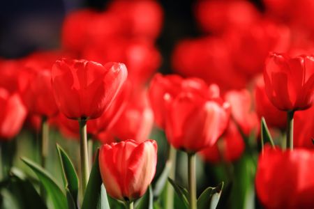 自然风光,植物,花,玉渊潭,中国,北京