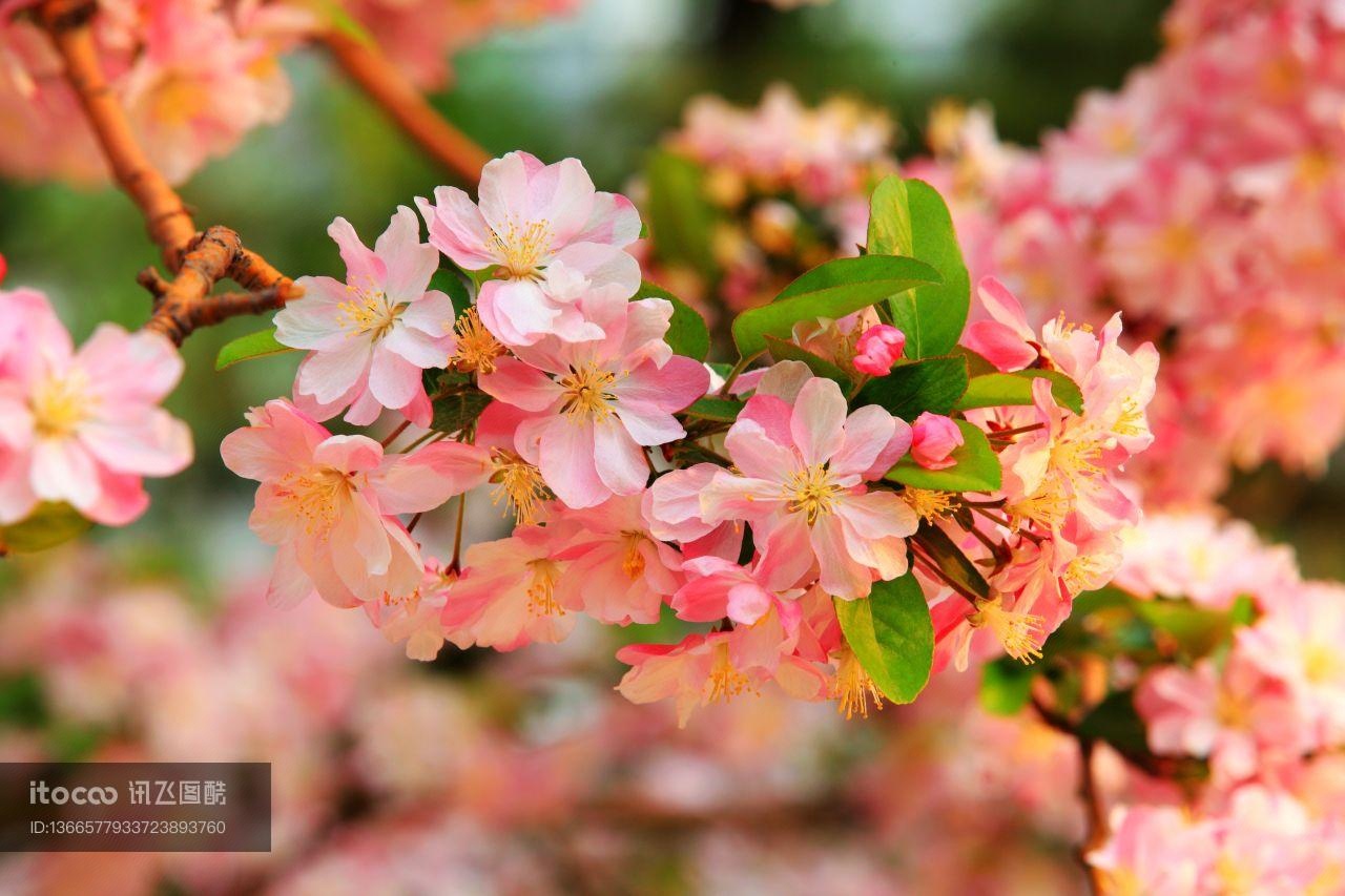 自然风光,植物,花