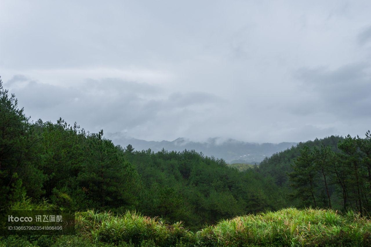 山峦,生态林,植物