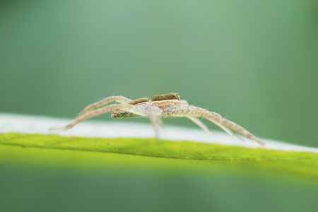 昆虫,节肢动物,虫子,动物,特写