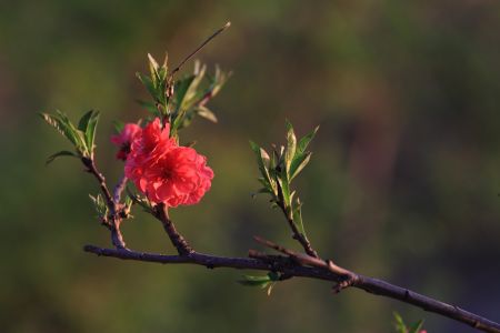 自然风光,植物,花,玉渊潭,中国,北京