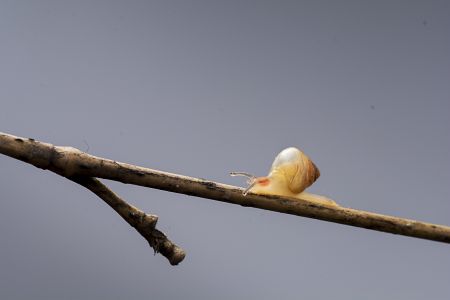 昆虫,节肢动物,动物,生物,特写,昆虫类