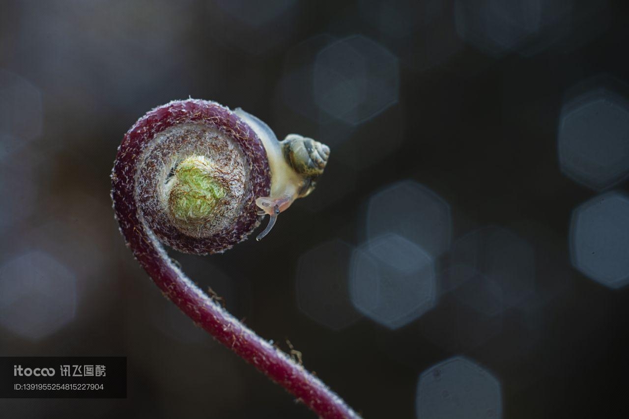 特写,生物,植物