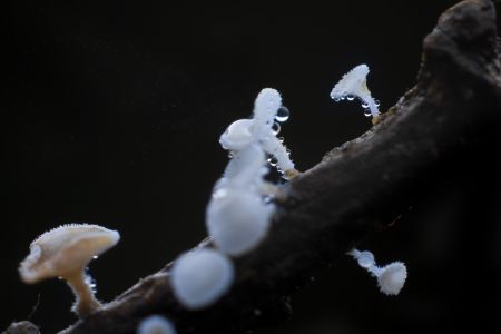 蘑菇（块菌）,蘑菇,植物,生物,真菌,特写