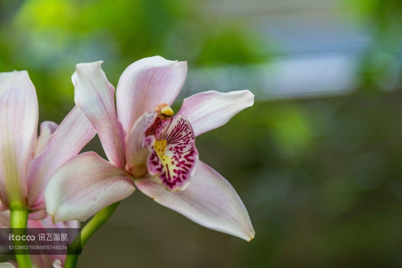 花,特写,生物