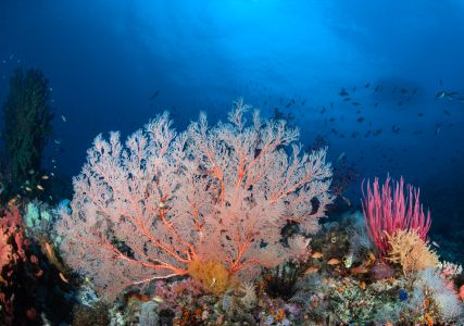 海底世界,珊瑚礁,珊瑚,自然风光,生物,海洋,植物,动物