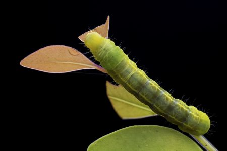 特写,黑色背景,生物,动物,昆虫,植物,树叶