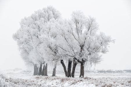 冬天,树木,自然风光,树挂,植物,天空