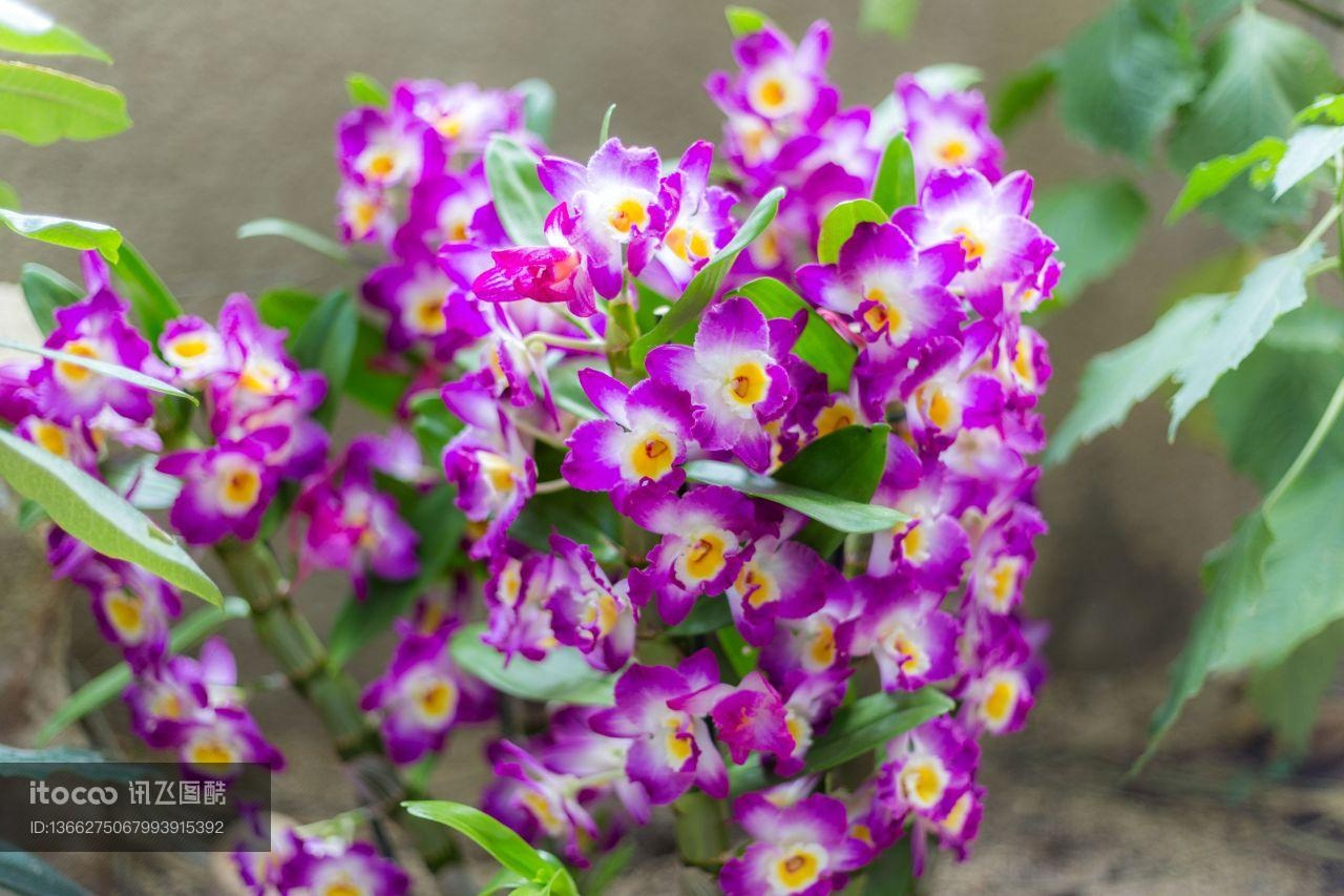 花,特写,生物