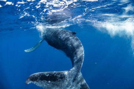 大翅鲸,灰鲸,海洋生物,哺乳动物,动物