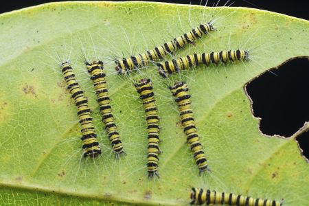 昆虫,昆虫类,毛毛虫,动物,生物,特写,微距