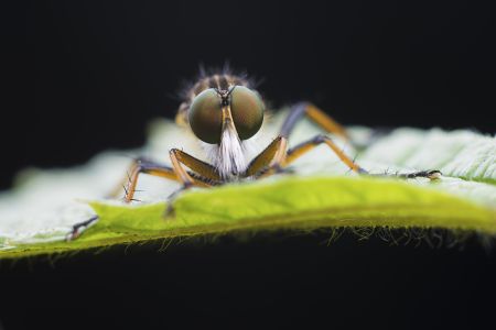 特写,黑色背景,生物,动物,昆虫,植物,树叶