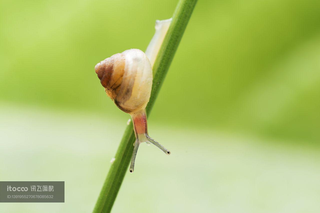 蜗牛,软体类,动物