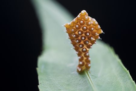 特写,虫卵,生物,动物,植物,树叶,昆虫