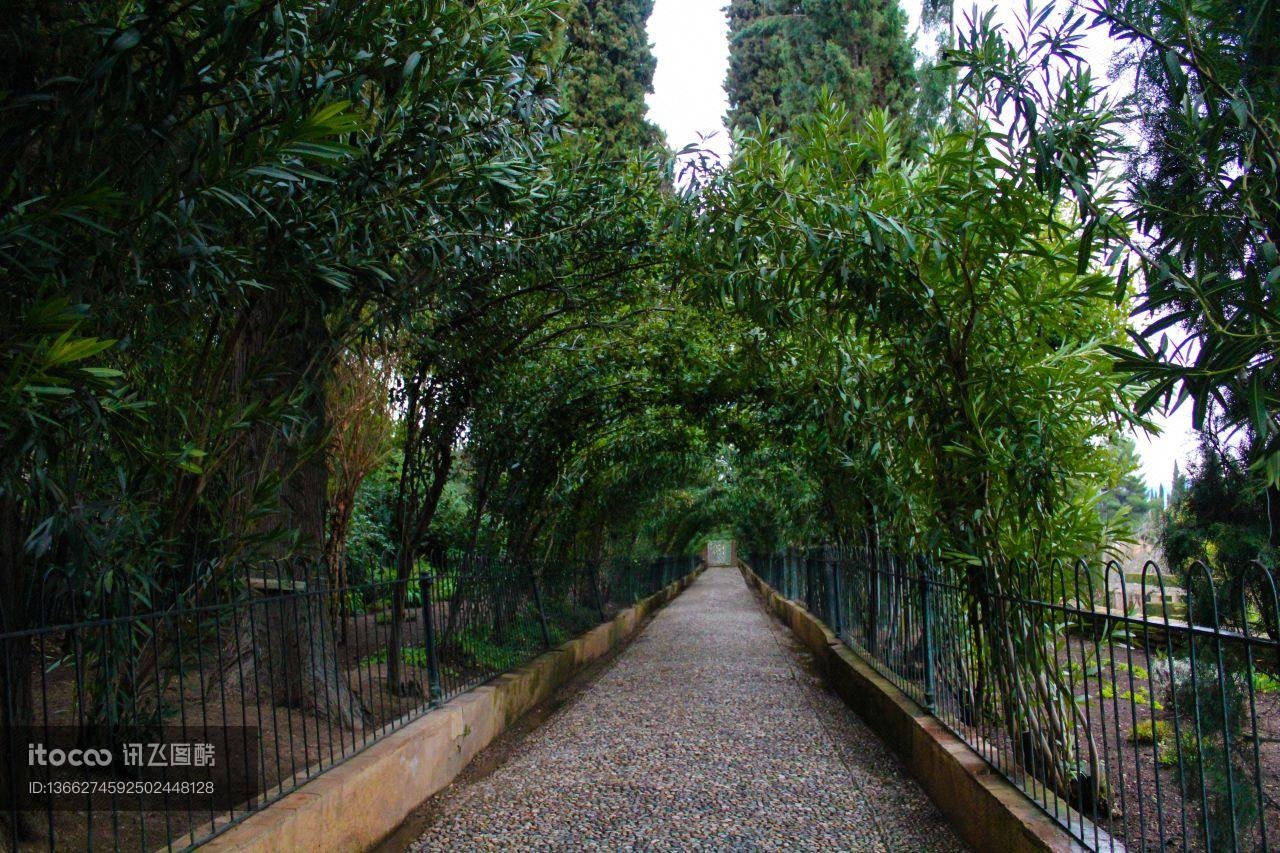 植物,道路,树木