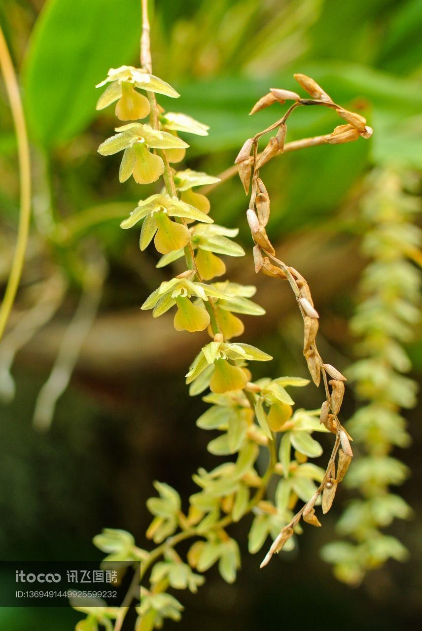 花,植物,生物