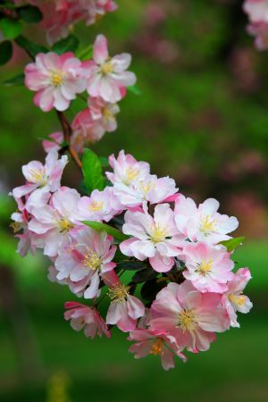 花,自然风光,植物,玉渊潭,中国,北京