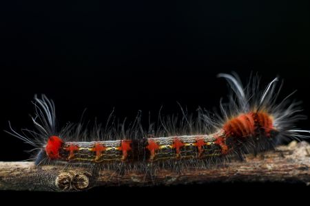 昆虫,虫子,软体类,动物,生物,特写,毛毛虫