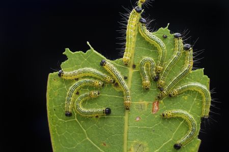 特写,毛毛虫,生物,动物,昆虫,植物,树叶