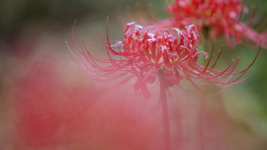 特写,石蒜科,植物,红花石蒜,彼岸花,龙爪花,自然风光