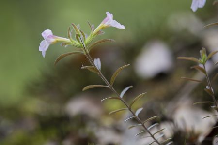 生物,昆虫,鹿茸草,特写,动物,自然,户外,树叶,青草,环境,田园风光,植物