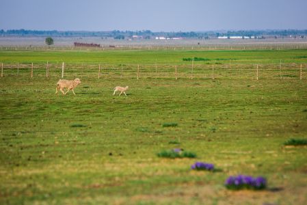 草原,羊,自然风光,动物,内蒙古,鄂尔多斯