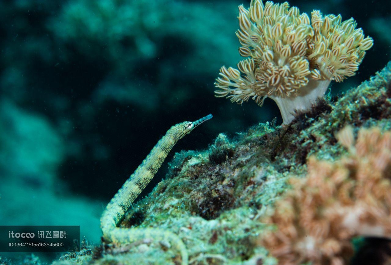 海洋生物 ,自然风光,生物