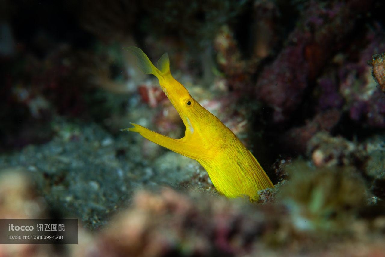 海洋生物,自然风光,海洋