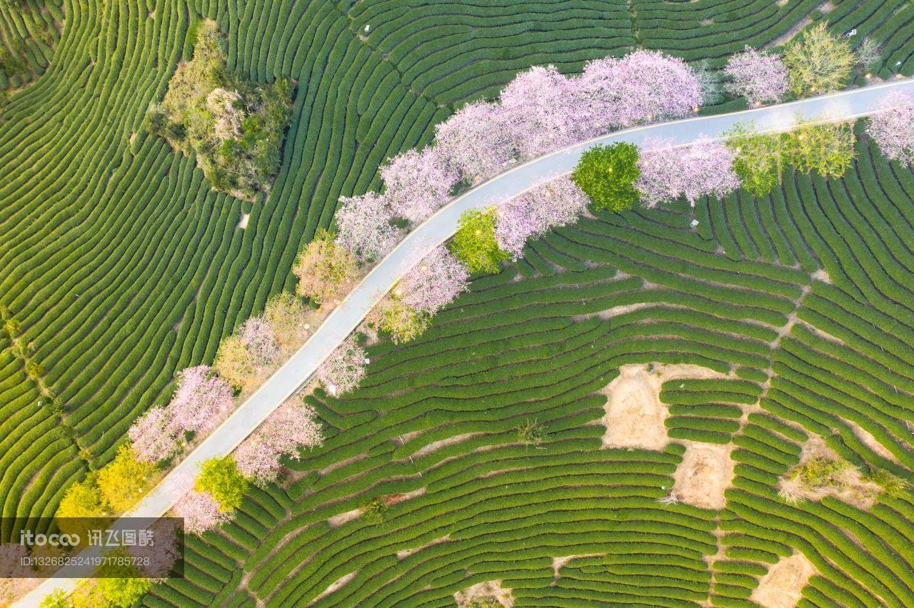 自然风光,福建,花