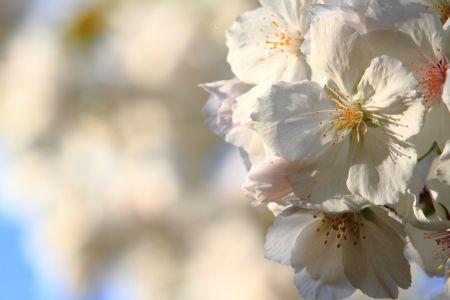 自然风光,植物,花,玉渊潭,中国,北京