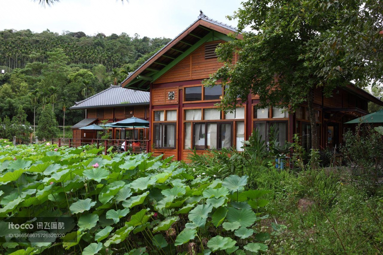 植物,莲叶,建筑