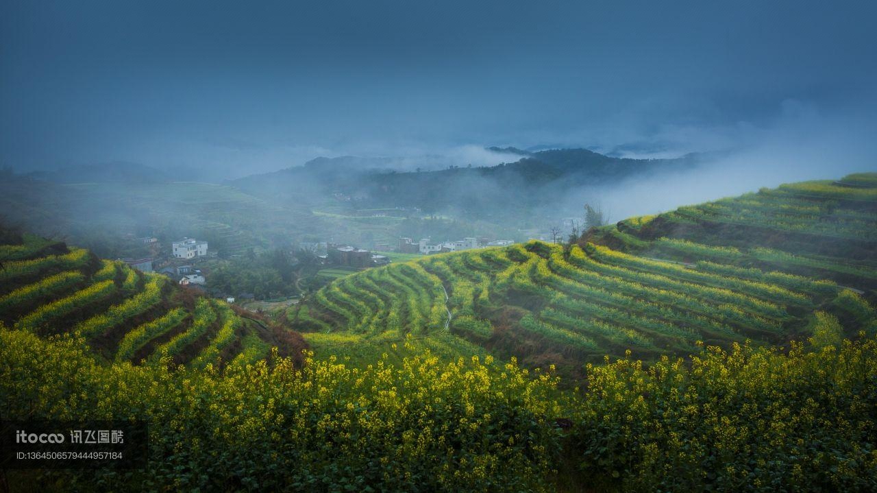 植物,成片种植,龙脊梯田