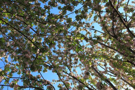 自然风光,植物,花,玉渊潭,中国,北京