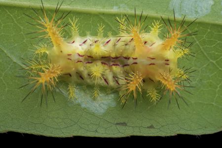 昆虫,幼虫,毛虫,动物,生物,特写,微距