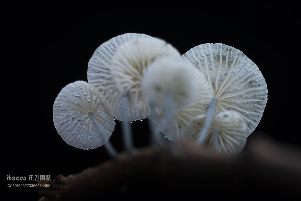 蘑菇,蘑菇（块菌）,植物