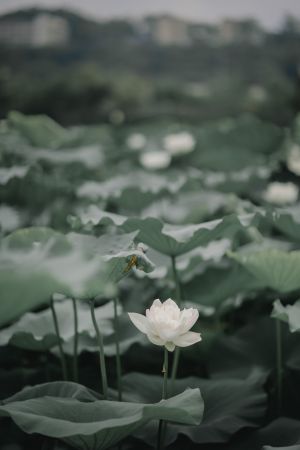 荷花,白莲花,荷叶,生物,植物