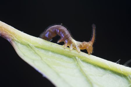 特写,黑色背景,生物,动物,昆虫,植物,树叶