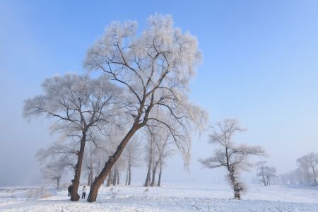 雾凇,冰雪,雾凇岛,吉林,植物,树木,中国,自然风光,天空