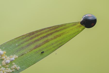 生物,特写,昆虫,动物,自然,环境,瓢虫,树木,树叶,田园风光,季节,植物