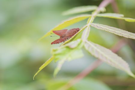 特写,蝴蝶,生物,动物,昆虫,植物,树叶