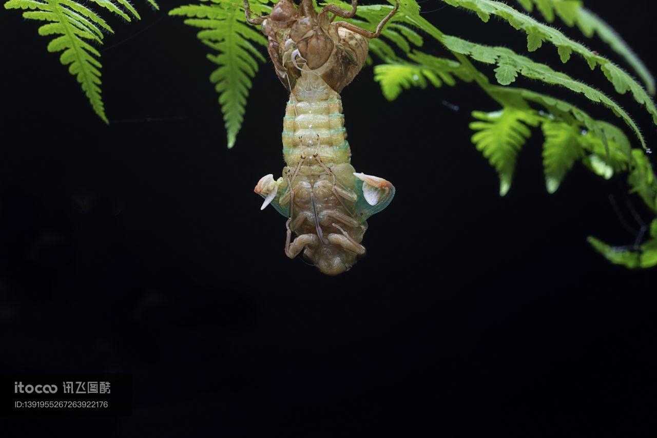 特写,生物,动物