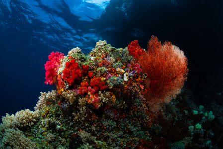 软珊瑚 搜索结果 讯飞图酷 正版图片素材库 让内容更有价值
